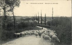 Pougues Water - Sheep with the Pasture - sheep - CPA