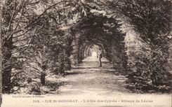 Insel-Str Honorat - Allee der Zypressen - Abtei von Lerins - CPA