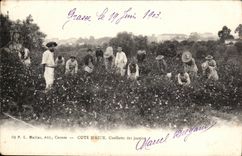 Fetthaltige - Mass des Azurblaus - Versammlung der Jasmine - CPA TOP