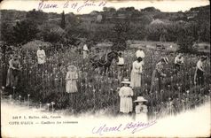 Fetthaltige - Mass des Azurblaus - Versammlung der Tuberoses - Kind - CPA TOP