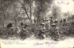 Fetthaltige - Mass des Azurblaus - Versammlung der Rosen - CPA