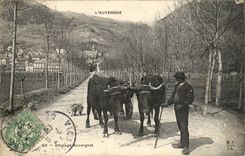 Types of Auvergne CPA Coach Auvergnat (folklore costume oxen)