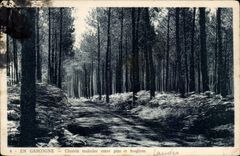 In Gascogne CPA Mule track between pines and ferns