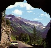 The United States MODERN CARD National Glacier park Montana (bear bear)