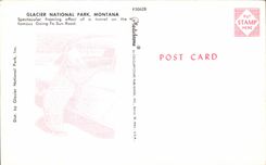 The United States MODERN CARD National Glacier park Montana (bear bear)