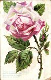 CPA Phantasie-Blume Rose
