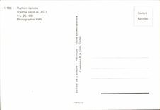 MODERN CARD rython italiote (4th century before JC)