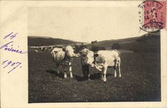 CPA Real photo Cows Breeding