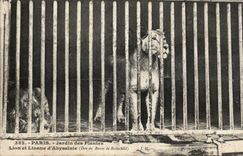 Paris - 5 - Botanical garden - Lion and Lioness dAbsyssinie CPA