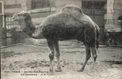 Paris - 5 - Botanical garden - the Camel - camel - CPA