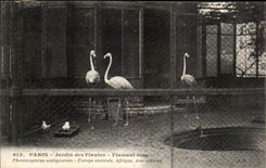 Paris - 5 - Botanical garden - Flamingo Roses - Flamingos - otter - CPA