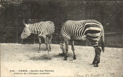 Paris - 5 - Botanical garden - Streaked with the Southern Africa - Streaked - CPA