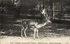 Paris - 5 - Botanical garden - Cervus Deer - Stag - Deer - CPA