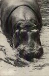 Paris - 12 - Bois de Vincennes - Parc Zooogique - L'Un des Hippopotames - CPA 