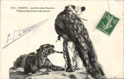 Paris - 5 - Botanical garden - Tigers devouring a prey - Tiger - Big Cat CPA