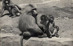 Paris - 12 - Bois de Vincennes - Parc Zoologique - Une Famille de Singe - Monkey CPA - 
