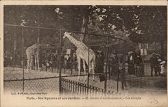 Paris - 16 - Garden of Acclimation - Bois de Boulogne - Giraffes - Giraffe CPA -