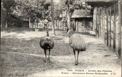 Paris - 5 - Botanical garden - Emeu - Bird - Giant Bird CPA