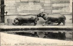 Paris - 5 - Botanical garden - Hippopotamuses - CPA