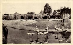 Paris - 12 - Bois de Vincennes - Jardin Zoologique - Les Flamands Roses - Red Ibis - CPA 