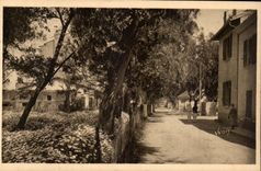 CPA Les iles d'Hyeres Porquerolles La rue principale