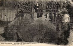 Paris CPA Botanical garden Chamelle female (camel camel)