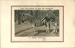 Paris CPA Zoological gardens of the Wood of Vincennes Zebres (Africa zoo) Streaked