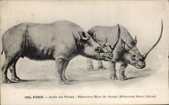 Paris CPA Botanical garden white Rhinoceros of Sudan (Simus cottoni)