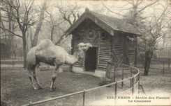 Paris CPA Botanical garden the camel (camel)