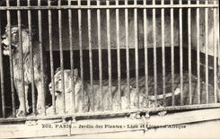 Paris - 5 - Botanical garden - Lion and Lioness of Africa CPA