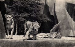 Paris - 12 - Bois de Vincennes - Parc Zoologique - Lion et Lionne sur leur Plateau CPA 