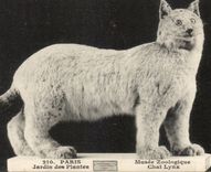 Paris - 5 - Botanical garden - Cat Lynx - bobcat - CPA