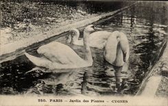 Paris - 5 - Botanical garden - Swans - CPA swan