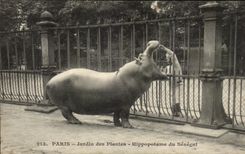 Paris - 5 - Botanical garden - Hippopotamus of Senegal - CPA