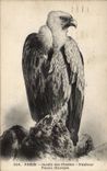 Paris - 5 - Botanical garden - fawn-coloured Vulture - CPA