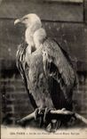 Paris - 5 - Botanical garden - fawn-coloured Vulture - CPA