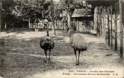 Paris - 5 - Botanical garden - Emeu - Bird - broad bird - CPA