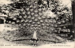 Paris - 5 - Botanical garden - the Peacock making the Wheel - CPA