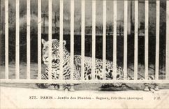 Paris - 5 - Botanical garden - Jaguar - cat - cat CPA