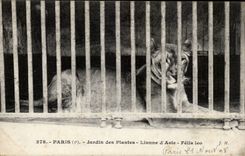 Paris - 5 - Botanical garden - Lioness of Asia - Asian Lion CPA