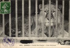 Paris - 5 - Botanical garden - Lion of Africa - Africa - CPA