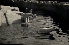 MODERN CARD Museum of natural history By zoological of Vincennes Paris Basin of the polar bears (bear bears)