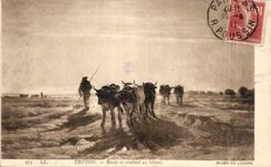CPA TRoyon Boeufs se rendant au labour 
