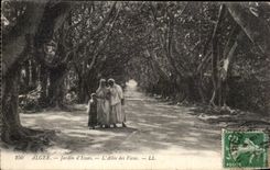 Afrika - Afrika - Algerien - Algiers - Garten des Tests - Allee von Ficus - CPA