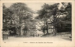 Paris - 5 - Cedars of the Botanical garden - - CPA
