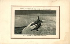 Paris - 12 - Bois de Vincennes - Parc Zoologique - Phoque - seal CPA 