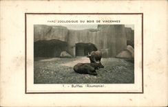 CPA Paris By zoological of the wood of Vincennes Buffaloes (Romania Rumania zoo)