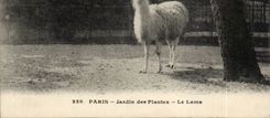CPA Paris Botanical garden the LAMA (zoo Peru peru)