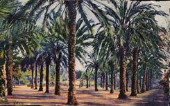 CPA Hyeres Denis Garten-Palmen