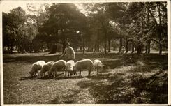 CPA Breeding of sheep (Spain)